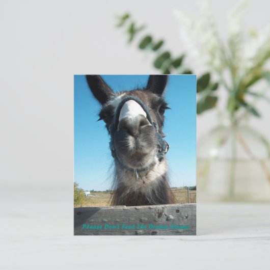 Füttre den Drama Llama nicht Postkarte (Stehend Vorderseite)