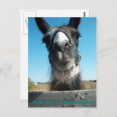 Füttre den Drama Llama nicht Postkarte (Vorne/Hinten)