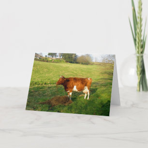 Füttre der Zeit für die Kuh von Guernsey Karte