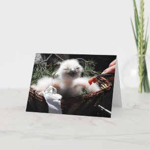 Füttre eines Eagle Owl Küken Feiertagskarte
