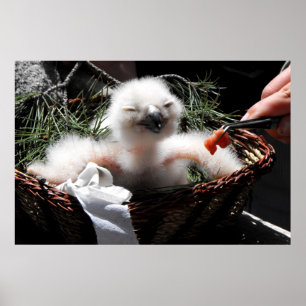 Füttre eines Eagle Owl Küken Poster