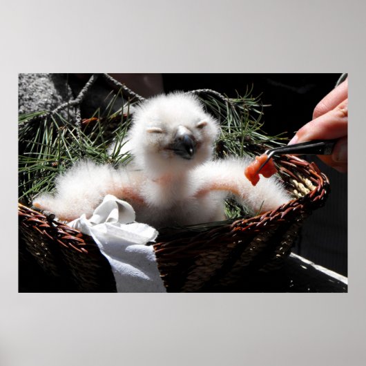 Füttre eines Eagle Owl Küken Poster (Vorne)