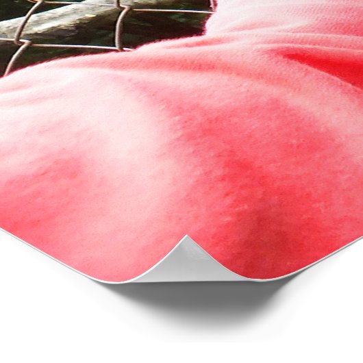 Füttre eines Lemur Poster (Ecke)