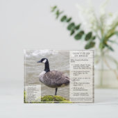 Füttre kein Brot zu Vögeln Postkarte Kanada Gans (Stehend Vorderseite)