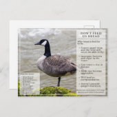 Füttre kein Brot zu Vögeln Postkarte Kanada Gans (Vorne/Hinten)
