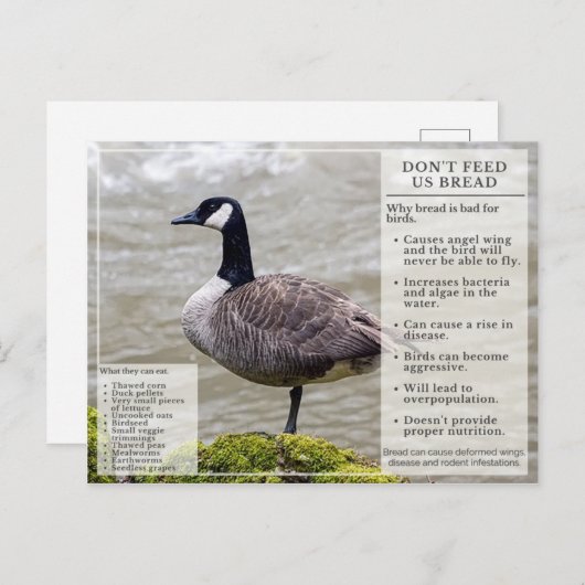 Füttre kein Brot zu Vögeln Postkarte Kanada Gans (Vorne/Hinten)