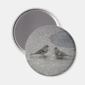 Füttre Me Chaffinch Magnet (Vorderseite/Rückseite)