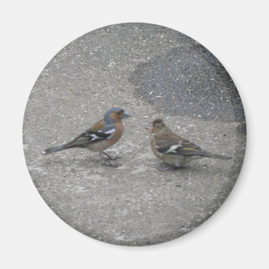 Füttre Me Chaffinch Magnet (Vorne)
