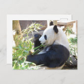 Füttre Me Panda Postcard Postkarte (Vorne/Hinten)