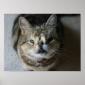 "Füttre Me" Quasi Poster (Vorne)