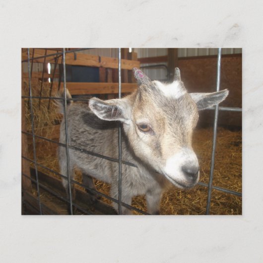 Füttre mir! postkarte (Vorderseite)