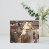 Füttre mir! Ziegen Postkarte (Stehend Vorderseite)