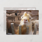 Füttre mir! Ziegen Postkarte (Vorne/Hinten)