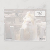 Füttre mir! Ziegen Postkarte (Rückseite)