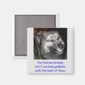 Füttre nicht das Dog Magnet (Vorderseite/Rückseite)