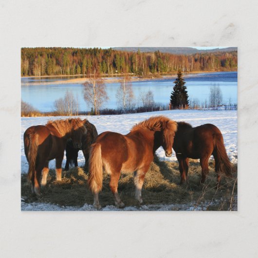 Füttre Postkarte (Vorderseite)