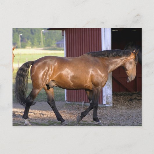 Füttre Postkarte (Vorderseite)