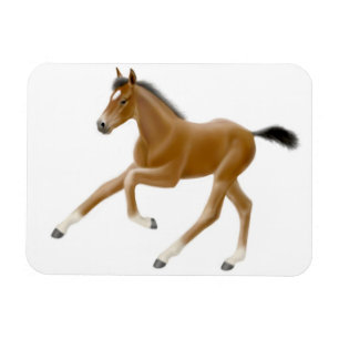 Future Champion Bay Foal Premium Magnet