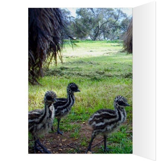 Fuzzy Baby Emu Chicks, Geburtskarte (Innen (Links))