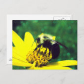 Fuzzy Bumblebee Foto Postkarte (Vorne/Hinten)