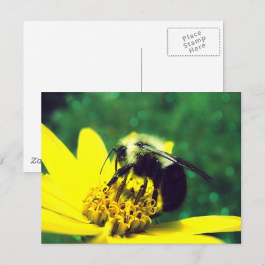 Fuzzy Bumblebee Foto Postkarte (Vorne/Hinten)
