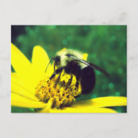 Fuzzy Bumblebee Foto