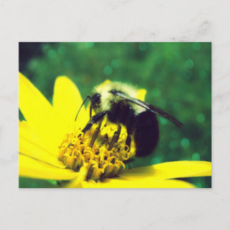 Fuzzy Bumblebee Foto Postkarte