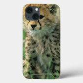 Fuzzy Cheetah Cub Case-Mate iPhone Hülle (Rückseite)