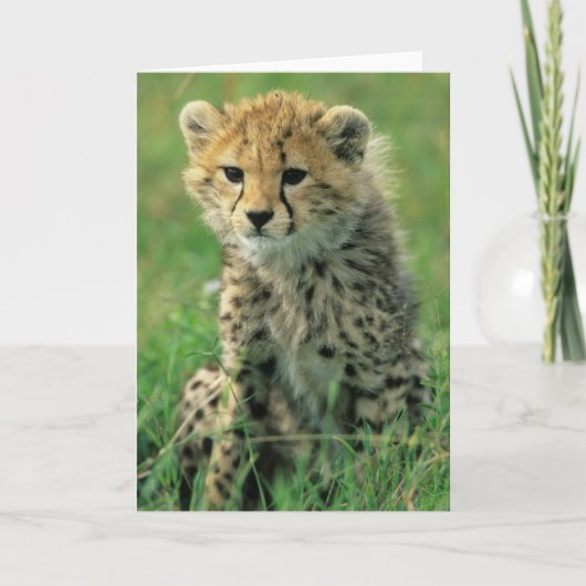 Fuzzy Cheetah Cub Karte (Vorderseite)