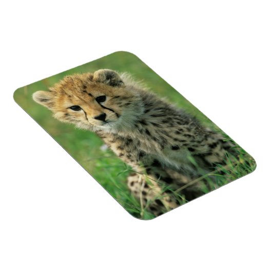 Fuzzy Cheetah Cub Magnet (Rechte Seite)
