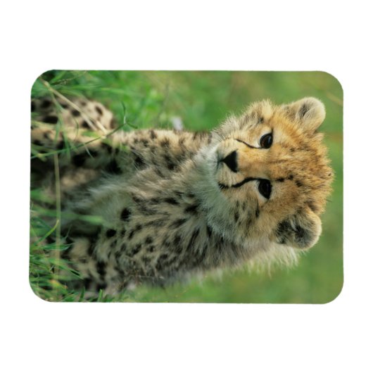 Fuzzy Cheetah Cub Magnet (Horizontal)