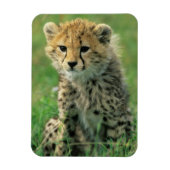 Fuzzy Cheetah Cub Magnet (Vertikal)