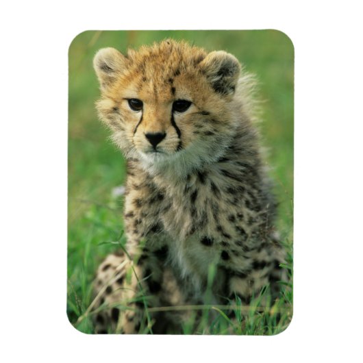 Fuzzy Cheetah Cub Magnet (Vertikal)