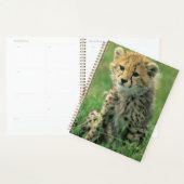 Fuzzy Cheetah Cub Planer (Anzeige)