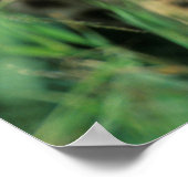 Fuzzy Cheetah Cub Poster (Ecke)