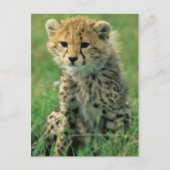 Fuzzy Cheetah Cub Postkarte (Vorderseite)