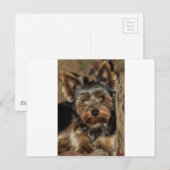 Fuzzy Face Yorkshire Terrier Postkarte (Vorne/Hinten)
