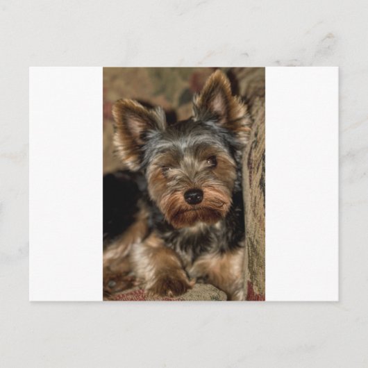 Fuzzy Face Yorkshire Terrier Postkarte (Vorderseite)