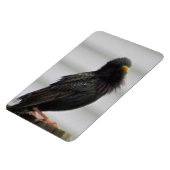 Fuzzy Headed Bird Magnet (Linke Seite)