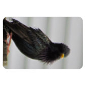 Fuzzy Headed Bird Magnet (Horizontal)