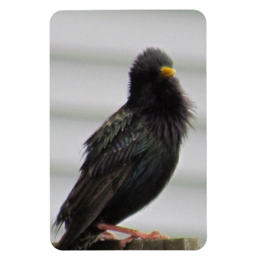 Fuzzy Headed Bird Magnet (Vertikal)