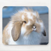 Fuzzy Holland Mini Zwarf Lop Bunny Rabbit Mousepad (Vorne)
