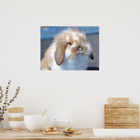 Fuzzy Holland Mini Zwarf Lop Bunny Rabbit Poster (Küche)