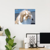 Fuzzy Holland Mini Zwarf Lop Bunny Rabbit Poster (Heimbüro)