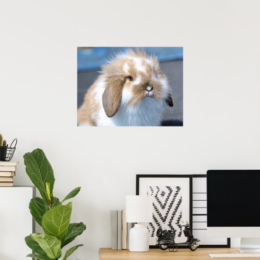 Fuzzy Holland Mini Zwarf Lop Bunny Rabbit Poster (Heimbüro)