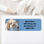 Fuzzy Holland Mini Zwarf Lop Sonnige Rücksendeadre (Insitu)