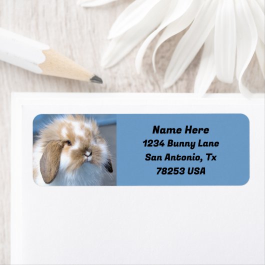 Fuzzy Holland Mini Zwarf Lop Sonnige Rücksendeadre (Insitu)