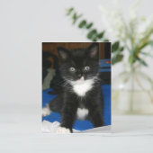 Fuzzy Kitten Card Postkarte (Stehend Vorderseite)