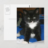 Fuzzy Kitten Card Postkarte (Vorne/Hinten)