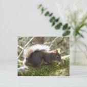 Fuzzy on Tree Limb Postcard Postkarte (Stehend Vorderseite)